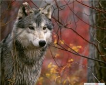 Алмазная мозаика "Серый волк"