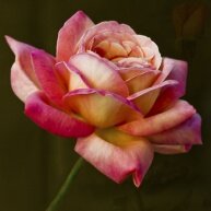 Алмазная мозаика "Персиковая роза"