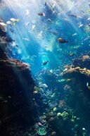 Алмазная мозаика "Подводный мир"