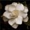 "Белый цветок" (фото 1)