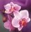 "Орхидея" (фото 1)