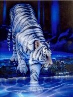 Алмазная мозаика "Бенгальский тигр на водопое"