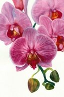 Алмазная мозаика "Розовые орхидеи"