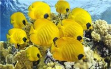 Алмазная мозаика "Желтые рыбки"