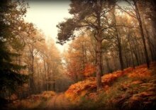 Алмазная мозаика "Осенний лес"