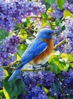 Алмазная мозаика "Синяя птичка"