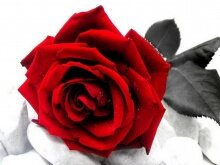 Алмазная мозаика "Красная роза"