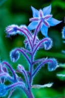 Алмазная мозаика "Синий цветок"