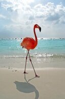 Алмазная мозаика Красный фламинго на берегу