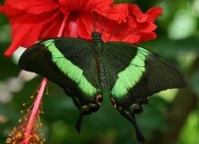 Алмазная мозаика "Зеленая бабочка Палинура"