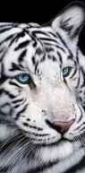 Алмазная мозаика "Белый тигр"