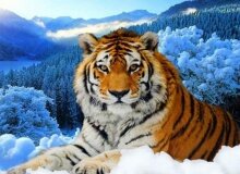 Алмазная мозаика "Тигр в зимнем лесу"