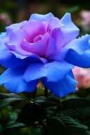 Алмазная мозаика "Голубая роза"