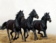 Алмазная мозаика "Три черных коня"