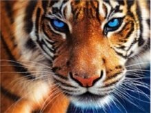 Алмазная мозаика "Тигр"