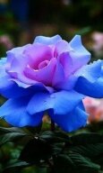 Алмазная мозаика "Синяя роза"