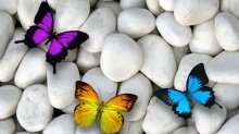 Алмазная мозаика Бабочки на камнях