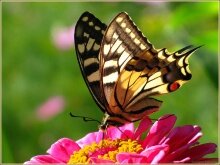 Алмазная мозаика "Бабочка на розовом цветке"