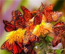 Алмазная мозаика "Цветы и бабочки"