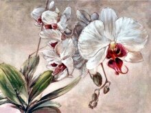 Алмазная мозаика "Белая орхидея"
