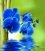 "Синяя Орхидея" (фото 1)