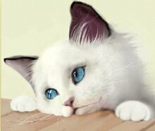 Алмазная мозаика "Голубоглазый котенок"