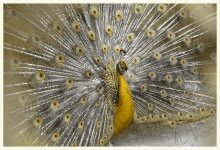 Алмазная мозаика "Павлин - царская птица"