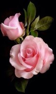 Алмазная мозаика "Розовые розы"