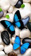 Алмазная мозаика "Бабочки на камнях"